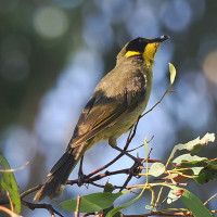 Yellow-tufted Honeyeater